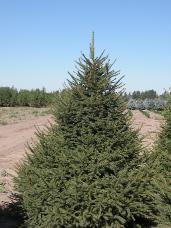 Norway Spruce